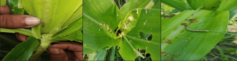 Fall armyworm